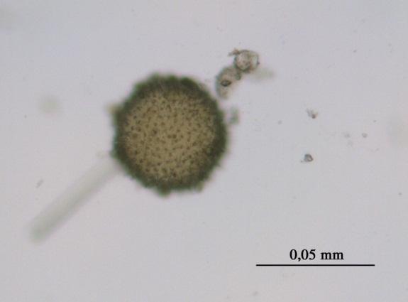 Adana-3 örneği kloralhidrat reaktifi ile mikroskopta incelenerek, Althaea cinsine çok benzer özellikte, büyük ve dikenli polen ve bol