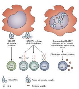 Şekil 2. HLA-B27 molekülünün spondiloartrit patogenezinde olası rolüne ait mekanistik yaklaşım (29).