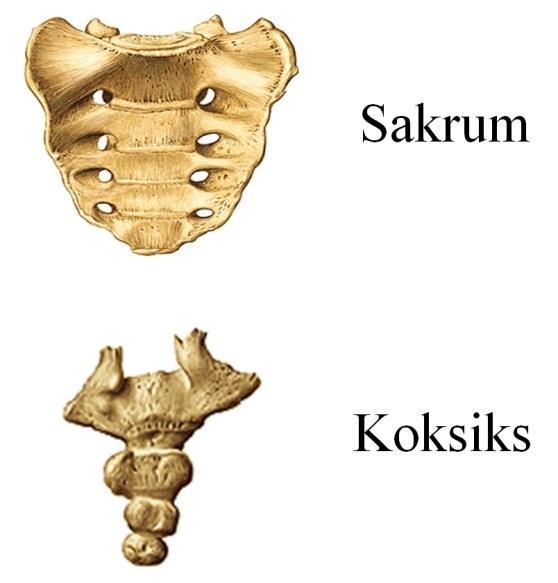 5 Şekil 3. Sakrum ve koksiks in anteriordan görünümü (Sobotta Anatomi Atlası ndan alınmıştır). Vertebral kolonun dört adet normal eğriliği vardır.