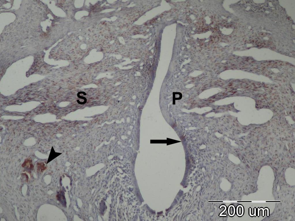 Kontrol grubu: αvβ3 integrin ekspresyonu açısından gebe sıçan endometriyumunun luminal epitel, glandular epitel ve stromasında önemli farklar vardı. Kontrol 3.