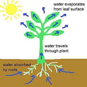 Bitkilerin kökleri ile topraktan alıp, toprak üstü organlarına gönderilen suyun