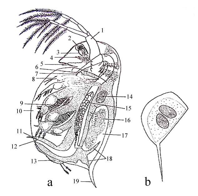 ġekil 1.2 Daphnia nın (Cladocera): a. Genel yapısı, b. Efipium (Barnes 1974) 1. Ġkinci anten, 2. BileĢik göz, 3. Kas, 4. Nauplius gözü, 5. Birinci anten, 6. Ağız, 7. Mandibul, 8.