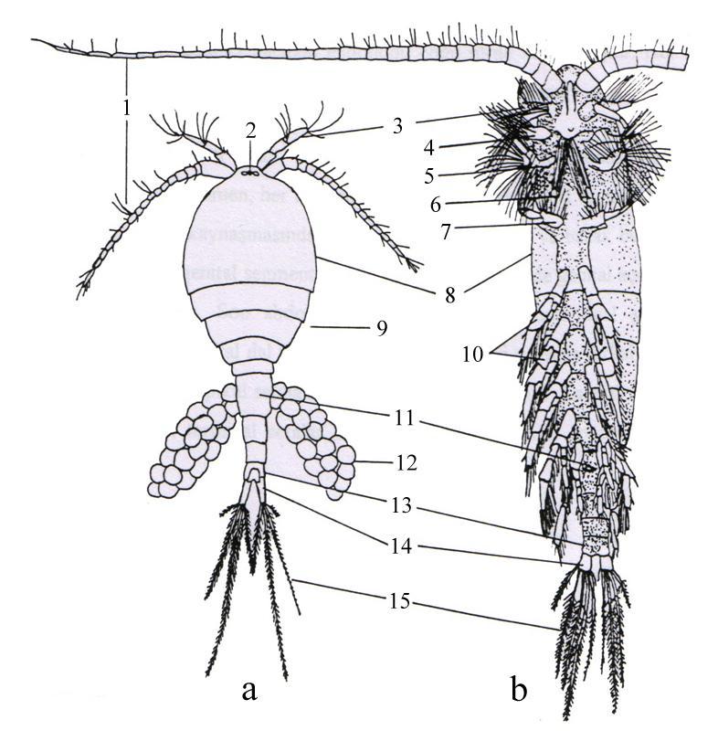ġekil 1.3 Copepoda nın genel yapısı: a. Cyclopoida, b. Calanoida (Barnes 1974) 1. Birinci anten, 2. Göz, 3. Ġkinci anten, 4. Mandibul, 5. Birinci maksil, 6. Ġkinci maksil, 7. Maksilliped. 8.
