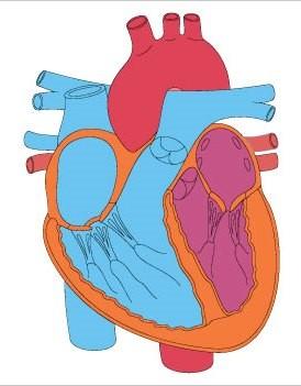 Pulmoner arterlerdeki tıkanma Sağ Ventrikül basınç artımı