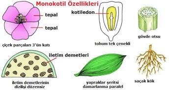 Monocotyledonae-Dicotyledonae Farkları Dicotyledones, Çift Çenekliler Bir/çok yıllık, otsu/odunlu Kök dallanmış, kazık kök Gövde genellikle