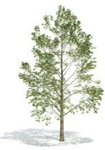Familya: Salicaceae Tür: Populus sp.
