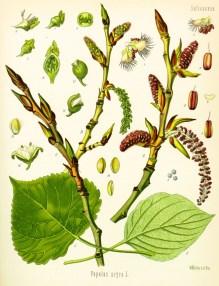 alba, tremula, euphratica Familya: Salicaceae Tür: Populus nigra, Kara kavak Populi gemmae: Kara kavak tomurcuğu Yaprak ve çiçek tomurcukları Yanık ve hemoroid kremlerinde Odunundan Carbo Ligni
