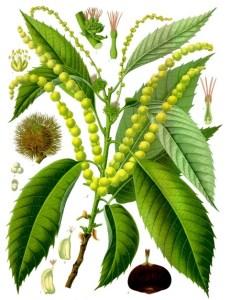 Familya: Juglandaceae Tür: Juglans regia (Ceviz) Juglandis folium kabız, kan temizleyici, astrenjan Tohumlar E vitamini ve yağ bakımından zengin, sabun ve kozmetik ürünlerin yapımında Yaprak ve