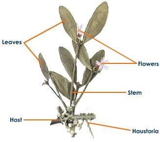 Familya: Urticaceae (Isırgangiller) Tropik-subtropikal bölgelerde yetişen, süt taşımayan, otsu, çalı veya küçük ağaçlar Yapraklar basit, alternan/dekusat dizilişli Çiçekler tek eşeyli, genellikle