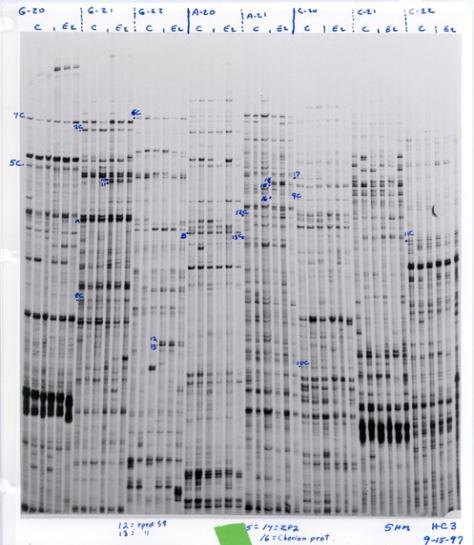 Anchor Primer (3) 5 UTR Coding region 3 UTR Arbitrary Primers (80) UCG AAAAAAA