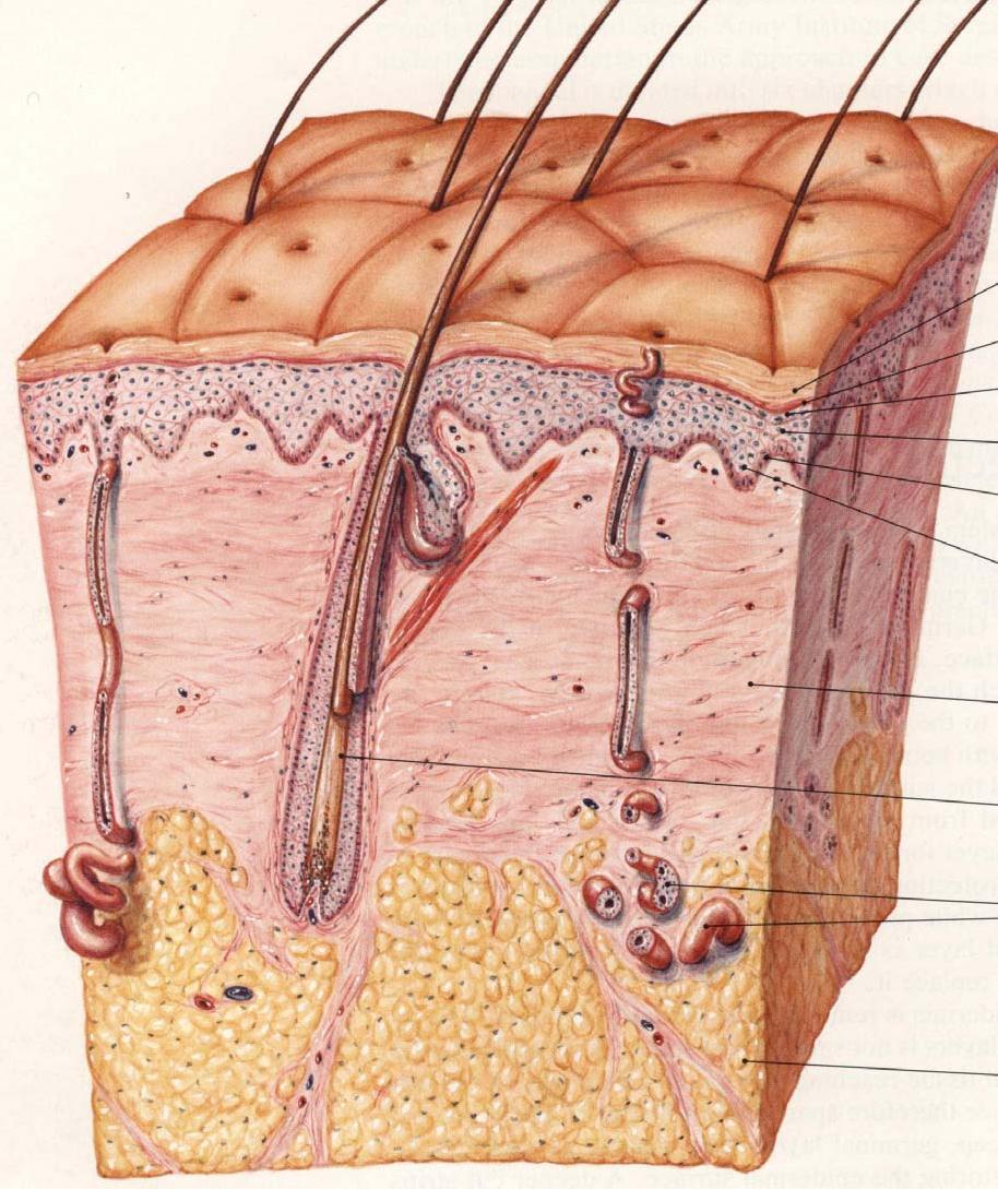 Yanığın derinliği (deri) Epidermis