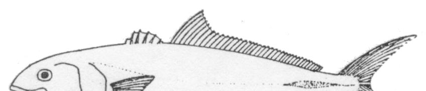 Serranus cabrilla (Asıl hani) Serranus hepatus (Benekli hani)  4