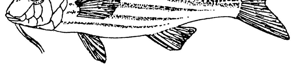 32 3.1.3.Tekir (Mullus surmuletus, Linnaeus 1758): Mullidea familyasının bir üyesi olan tekir, demersal bir türdür (Şekil 12).