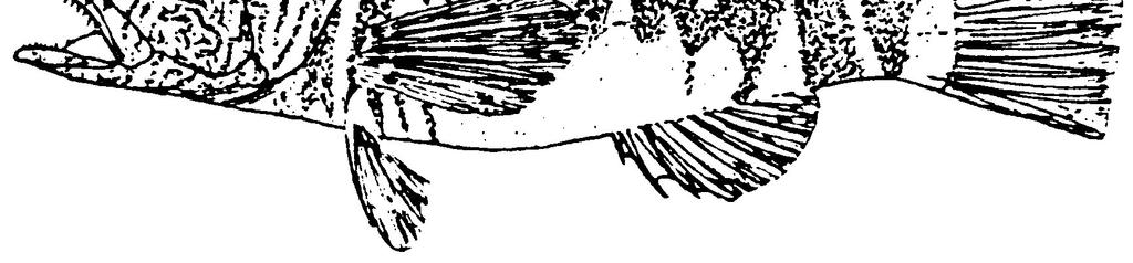 41 3.1.6.Çizgili Hani (Serranus scriba, Linnaeus 1758): Serranidae familyasının bir üyesi olan çizgili hani, bentik bir türdür (Şekil 24).