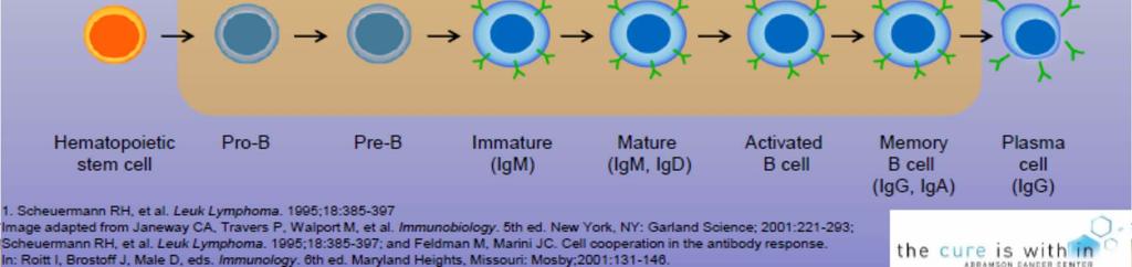 CD19 plazma hücreleri dışında B hücre gelişiminin tüm evrelerinde