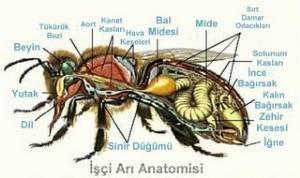 Nektar, arılarda sindirim sisteminin bal midesi adı verilen kısmında, nektarı bala dönüştüren