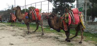 2. DEVE Endüstrileşme ve makineleşmenin bir sonucu olarak develerin mevcudu sadece Türkiye de değil, tüm dünyada azalmıştır. Günümüzde Avrupa da hayvanat bahçeleri dışında deve bulunmaz.