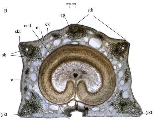 Şekil 12. H. anatolica meyve şematik ve anatomik yapısı (Foto) A. 3 kanatlı merikarp (4x), B. 5 kanatlı merikarp (4x), C. tek bir kanatın (10x), ap. Ağsı kalınlaşmış parenkima, e. Endosperm ek.