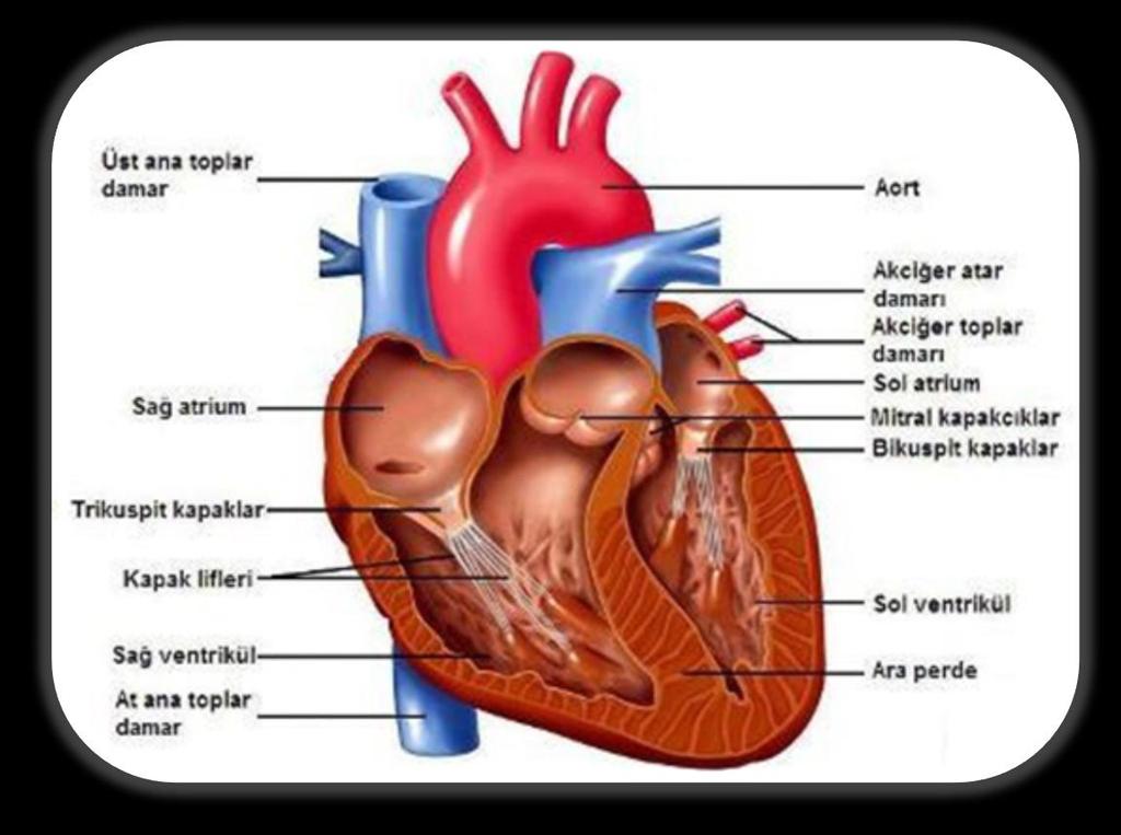 KALP Kalp, kanın damarlarda akması için gerekli olan basıncı sağlamaktadır. Kalbin Yapısı Üstte iki kulakçık (atrium), altta iki karıncık (ventrikulus) olmak üzere dört odacıklıdır.