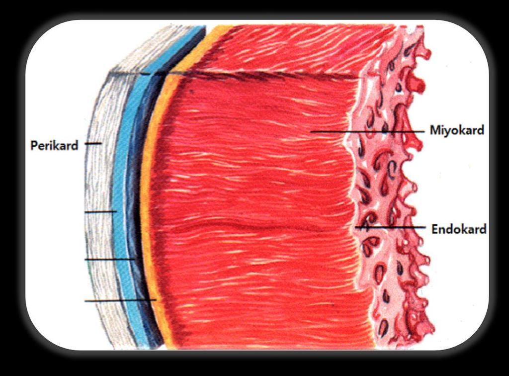 KALP Kalp, dıştan içe doğru üç ana tabakadan oluşmuştur. 1) Perikard 2) Miyokard 3) Endokard 1) Perikard: Kalbi dıştan saran bağ dokusundan oluşmuş iki katlı bir zardır. Zarlar arasında sıvı bulunur.