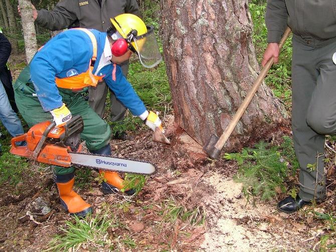 Yine aynı bölgede ağaç kesme işleminin baştan sona nasıl gerçekleştirildiği seçilen bir sarıçam ağacı üzerinde uygulamalı olarak tatbik edilmiştir.