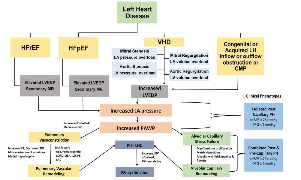 Değişmeyen gerçek: PH-LHD fizyopatolojisi Sol kalp hastalığı varlığında