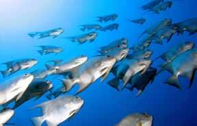 AquaES Liquid Özellikle Balık yemleri için üretilmiştir. Tüm balık türleri ve karides.