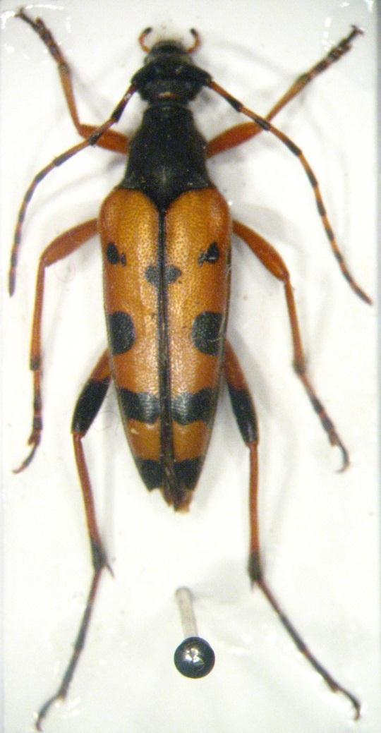 91 Resim 3.27. Rutpela maculata maculata (Poda, 1761) Genel morfoloji: Boy 17-18 mm. İri sağlam yapılı böceklerdir. Baş ve pronotum siyah olup, küçük noktalı ve ince, sarımsı tüylüdür.