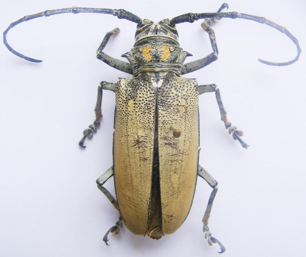 113 Resim 3.33. Batocera rufomaculata (DeGeer, 1775) Genel morfoloji: Boy 52 mm. Baş, pronotum, elitra, bacaklar ve anten siyahtır. Baş; anten ve göz çevresinde yoğunlaşan çok kısa sarı tüylüdür.