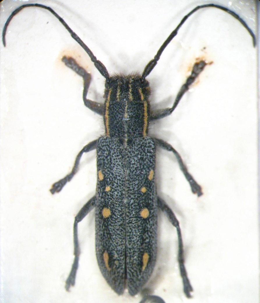 139 Resim 3.42. Saperda quercus ocellata Abeille de Perrin, 1895 Genel morfoloji: Boy 8 mm. Baş ve pronotum siyahtır. Başta verteks üzerinde dört adet ince uzunlanmasına çizgi bulunur.