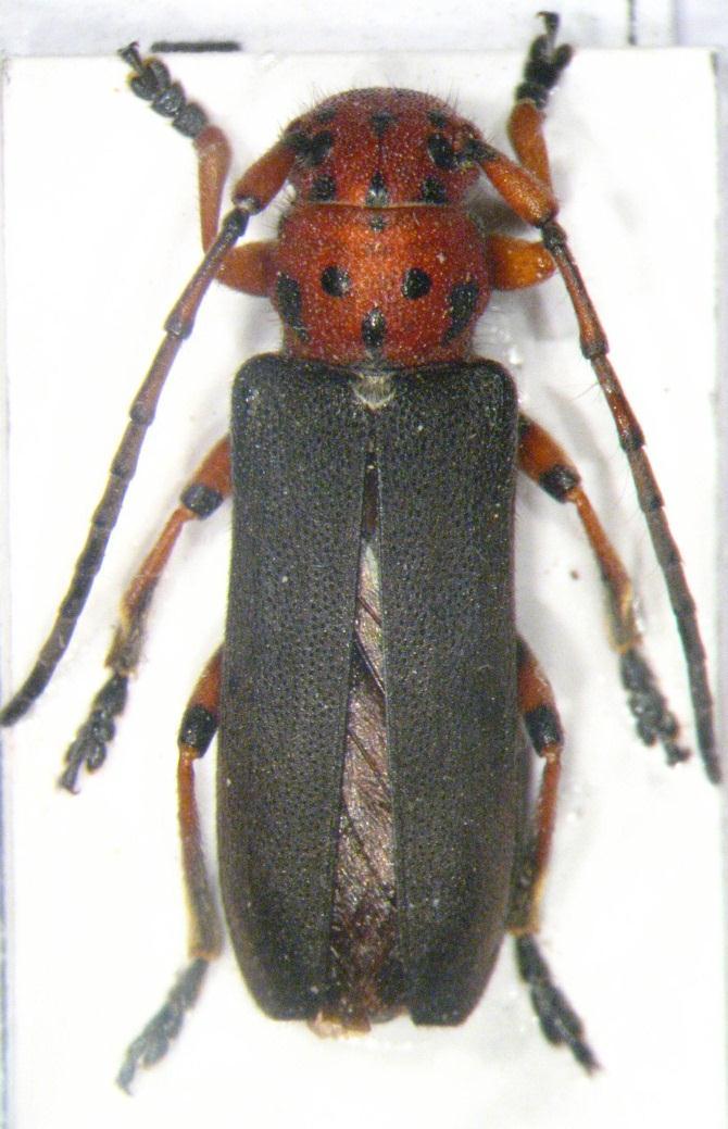 155 Resim 3.48. Phytoecia puncticollis puncticollis Faldermann, 1837 Genel morfoloji: Boy 11-23 mm. Baş ve pronotum kırmızımsı kahverengi olup çok sayıda siyah leke ve çok seyrek dik siyah tüy taşır.