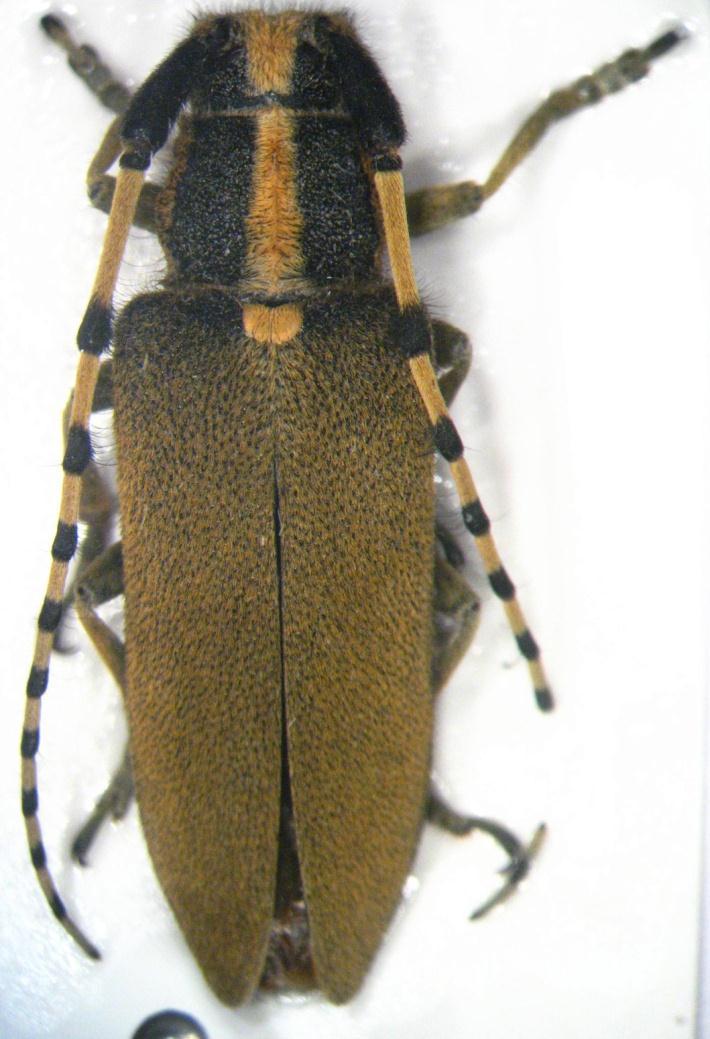 173 Resim 3.54. Agapanthia kirbyi (Gyllenhal, 1817) Genel morfoloji: Boy 14-28 mm. Tüm vücut siyahtır. Başın ön kısmı grimsi sarı tüylerle kaplıdır; verteks üzerinde boyuna uzanmış bir şerit taşır.