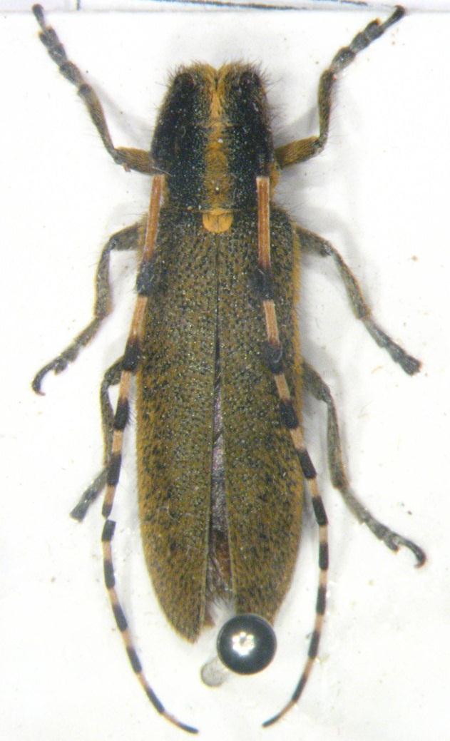 176 Resim 3.55. Agapanthia kindermanni Pic, 1905 Genel morfoloji: Boy 8.1-18 mm. Tüm vücut siyahtır. Baş verteksde ortada sarı tüylerin oluşturduğu bir şerit taşır.