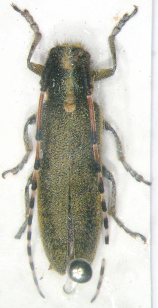 178 Resim 3.56. Agapanthia lateralis Ganglbauer, 1884 Genel morfoloji: Boy 12-24 mm. Tüm vücut siyahtır. Baş verteksde ortada sarı tüylerin oluşturduğu bir şerit taşır.