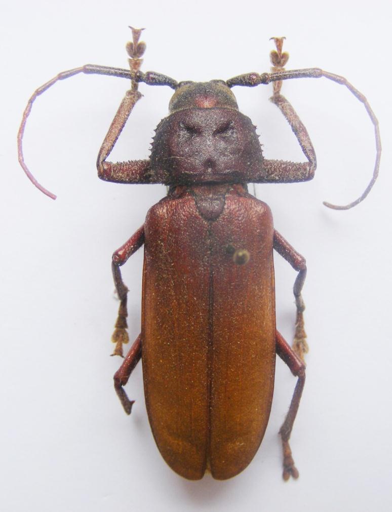 21 Resim 3.2. Prinobius myardi atropos Chevrolat, 1854 Genel morfoloji: Boy 30-50 mm. Vücut koyu kahverengi ve siyahtır. Baş ve pronotum daha koyu kahverengi, elytra kahverengidir.