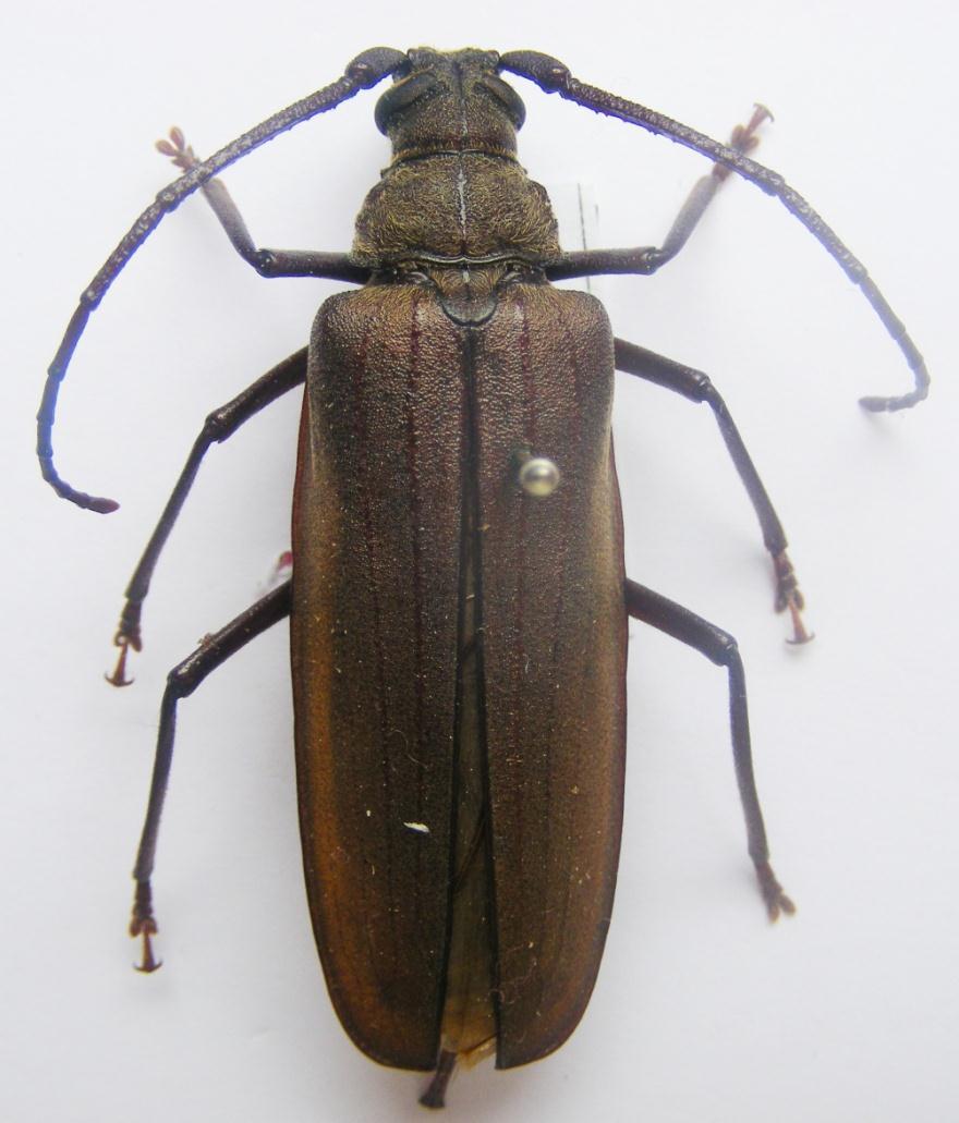 27 Resim 3.4. Aegosoma scabricorne (Scopoli, 1763) Genel morfoloji: Boy 42-35 mm. Vücut genel olarak kahverengidir.