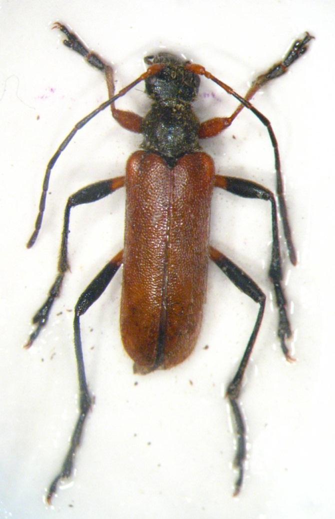 51 Resim 3.13. Cortodera omophloides Holzschuh, 1975 Genel morfoloji: Boy 8-11 mm. Baş, pronotum, antenler siyahtır. Baş dağınık, beyazımsı, dik, yatık tüylüdür.