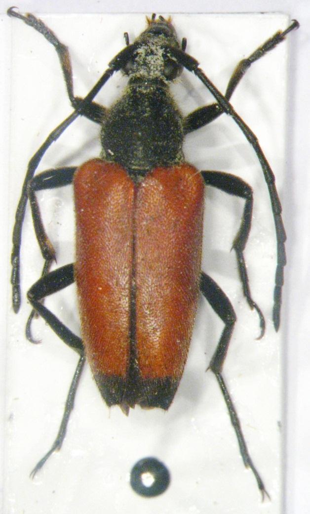 68 Fenoloji: Haziran. Biyoloji: Bilinmiyor. Resim 3.19. Stictoleptura sambucicola (Holzschuh, 1982) Genel morfoloji: Boy 10-14 mm.