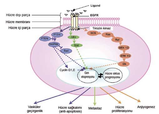 Şekil 1. Tirozin kinaz aracılı sinyal yollarının illüstrasyonu. Ligandın tirozin kinaz reseptörüne bağlanması protein zincirinin aktivasyonu ile sonuçlanır.
