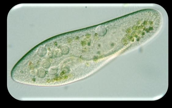 aurelia Paramecium aurelia ve Paramecium caudatum aynı besin ortamına