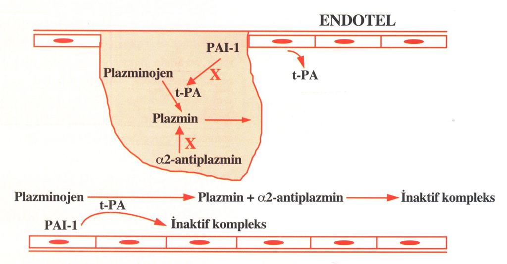 Trombolitik Sistem ve