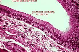 7-Çok katlı prizmatik örtü epiteli: Dokunun özelliği, lumene bakan hücrelerinin prizmatik oluşudur. Bu tür çok katlı epitel dokusu fazla kalın değildir.