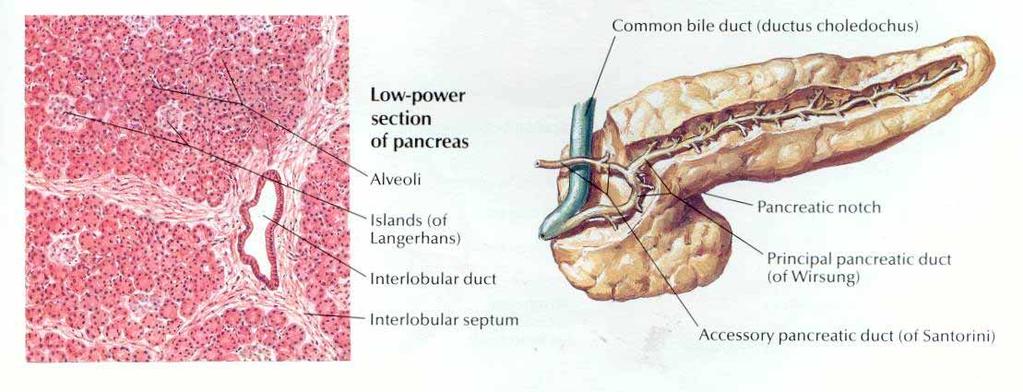 Anatomi Pankreas Midenin arkasında, dalak ve duodenumun arasında yerleşmiştir.