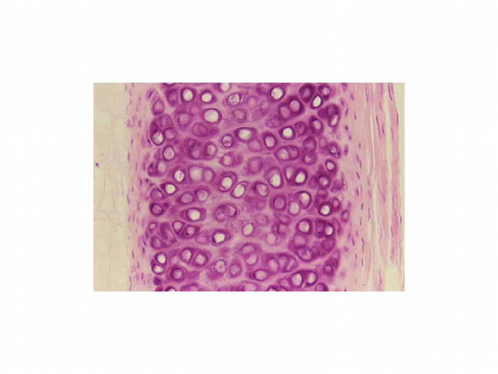 1. Kıkırdak modelin diafiz bölgesinde perikondriyum iç katında bulunan mezenkim hücreleri bölünerek osteoprogenitor hücrelere, onlarda osteoblastlara dönüşür.