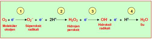 oksijen, başka moleküllere elektron vermek yerine kendisi elektron alma eğilimindedir.