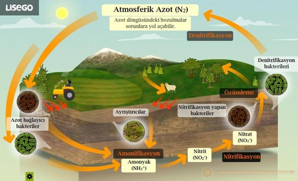 Topraktaki azot ototrof canlılar tarafından alınarak organik madde haline getirilir. Heterotrofların ototrofları ve diğer heterotrofları besin olarak tüketmesi ile diğer canlıların vücuduna geçer.