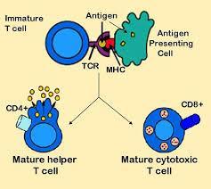 2 - Yardımcı T-Ienfositler : Hücre membranıarında CD 4 yüzey moleküllerini taşırlar. Yüzey reseptörleri ile makrofajlar tarafından sunulan antijen-mhc komplekslerini tanırlar. https://www.google.com.