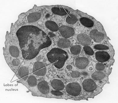 Eozinofil granulosit sitoplazması organellerden fakirdir; Çekirdek çoğunlukla iki loptan oluşur.