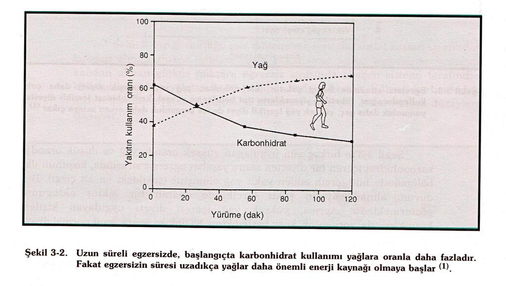 EGZERSIZIN ŞIDDETININ