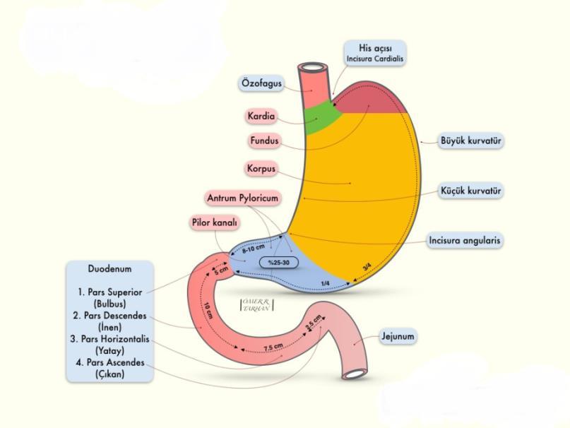2 2.GENEL BİLGİLER 2.1. Mide Kanserleri 2.1.1. Anatomi Mide diyaframın altında, özefagus ile duodenum arasında yer alansindirim sisteminin en geniş organıdır.